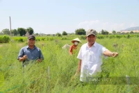 Hướng tới Đại hội IX Hội Nông dân Việt Nam: Cú hích từ 6.000 HTX, THT, khơi dậy khát vọng “nghĩ lớn, làm lớn” (Bài 4)