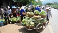 Hướng tới Đại hội toàn quốc Hội Nông dân Việt Nam lần thứ IX: Từ thủ phủ na Chi Lăng, nông dân kỳ vọng điều thiết thực